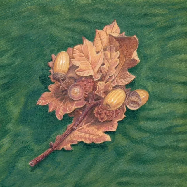 Acorns