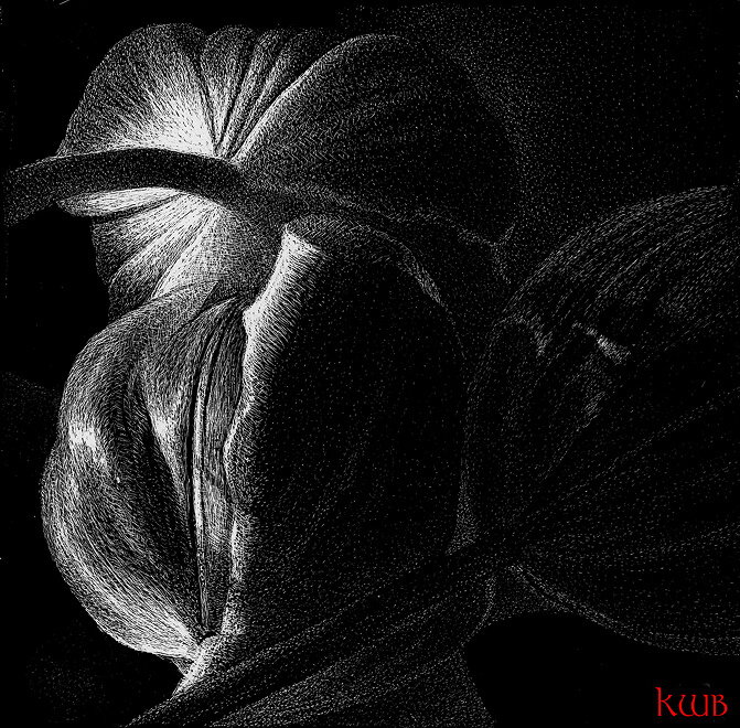 Three Tulips Scraper Board Engraving